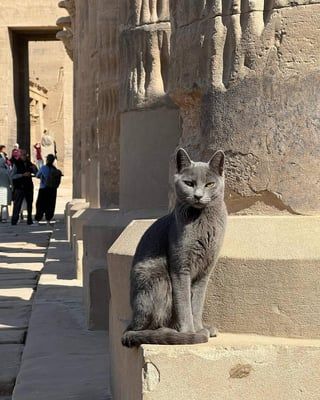 Cats In Ancient Egypt, Egypt Cat, Egypt Aesthetic, Egyptian Cat, Egypt Tours, 1000 Years, Cat Breed, Egypt Travel, Old Cats