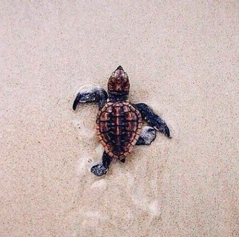 hey little guy! Baby Sea Turtles, Turtle Love, Thursday Morning, Cute Turtles, Baby Turtles, Cute Creatures, Animal Planet, Adorable Baby, The Sand