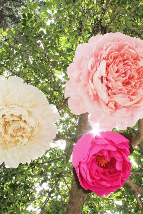 Eternal Flowers, Paper Peony, Quilling Projects, Diy Flores, Paper Peonies, Flower Bomb, Giant Paper Flowers, Giant Flowers, Craft Blog