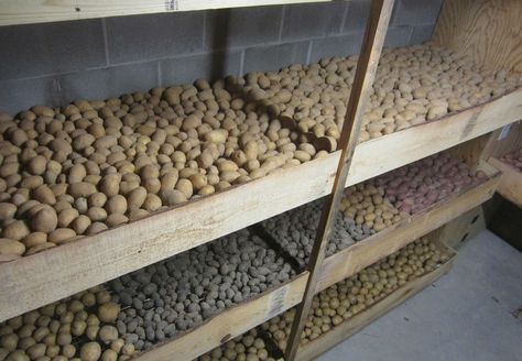 Root Cellar Storage, Pioneer Foods, Diy Food Storage, Underground Cellar, Food Storage Shelves, Prepper Food, Canned Food Storage, Root Cellar, Vegetable Storage