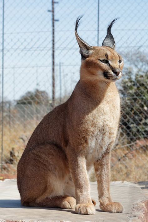 Big Cat Reference, Caracal Animal, Caracal Cat, Rare Cats, Cat Reference, Exotic Cats, Animal Study, Pretty Animals, Silly Animals