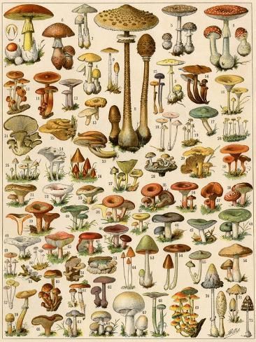 size: 12x9in Giclee Print: Botany: Mushroom Varieties. Colour Lithography, 19Th Century. : Colour Lithography, Vintage Mushroom Art, Cottagecore Prints, Mushroom Varieties, Mushroom Drawing, Vintage Mushroom, Mushroom Art, Lithography, Wallpaper Ideas