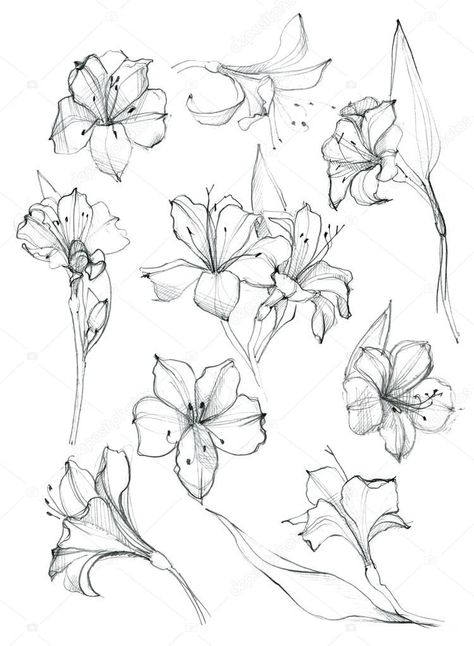 Peruvian Lily Tattoo, Peruvian Tattoo, Louise Tattoo, Shhh Tattoo, Amaryllis Tattoo, Mother Tattoo, Lilies Drawing, Peruvian Lilies, Wildflower Tattoo