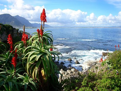 South African Flowers, Western Cape South Africa, Beautiful Countryside, African Flowers, South Africa Travel, Cape Town South Africa, Western Cape, Southern Africa, Africa Travel