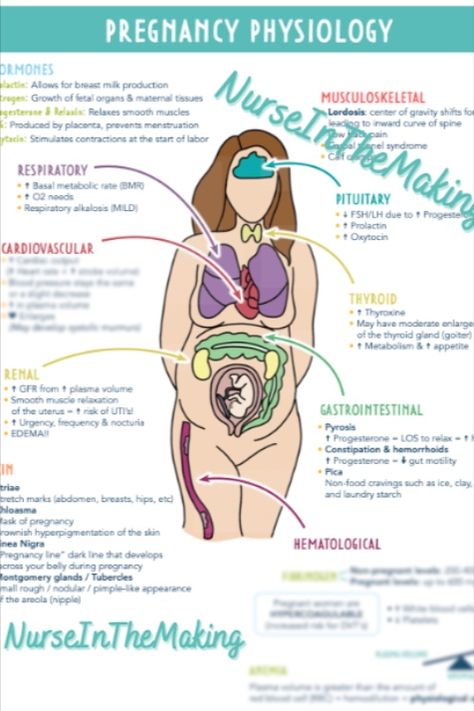 Maternity Study Guide, Prenatal Nursing Notes, Ob Nursing Student, Maternal Newborn Nursing Study Guide, Mother Baby Nursing School, Maternity Nursing Study Guides, Maternity Notes Nursing, Pregnant In Nursing School, Nclex Study Plan