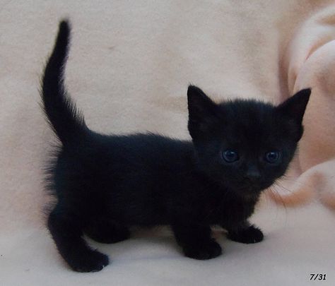 little black Munchkin male kitten | countrymunchkins2011 | Flickr Munchkin Kitten, Black Kitties, Cut Animals, Munchkin Cat, Tiny Cats, Black Kitten, Cute Cats And Kittens, I Love Cats