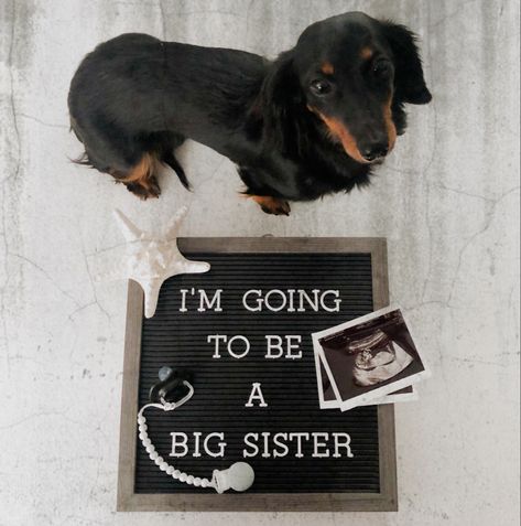 Big sister Dachsund Dog Big Sister Announcement, Dog Baby Announcement, Before Pregnancy, Dog Pregnancy Announcement, Unique Baby Announcement, Big Sister Announcement, Baby Announcement Photoshoot, Announcement Photoshoot, Promoted To Big Sister