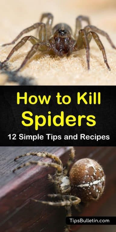 Find out how to kill spiders in the house instantly with our guide. We show you how to make DIY spider killers and kill your eight-legged guests naturally. Spiders in your home and in your yard will keep their distance after you finish this article. #killspider #spiders #getridofspiders Getting Rid Of Spiders On Porch, What Kills Spiders, Spider Prevention, Aggressive Wolf, Spider Repellant, Herb Tips, Wolf Spiders, Killing Spiders, Household Bugs