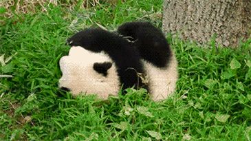 Popular GIF Panda Gif, Panda Bear, Gif, Black And White, White, Black