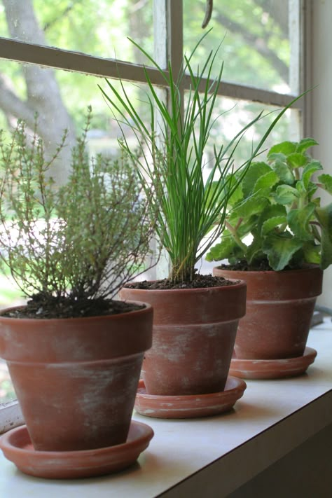 IMG_7911 Easy Herb Garden, Kitchen Window Herb Garden, Window Herb Garden, Aging Terra Cotta Pots, Tattoo Plant, Terracotta Plant Pots, Terra Cotta Pots, Herb Pots, Herbs Indoors