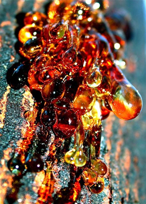 Tree sap....millions of years from now it will be amber Tree Sap, Orange And Yellow, Gems And Minerals, New Wall, Color Textures, Rocks And Minerals, Amazing Nature, Mother Earth, Mother Nature