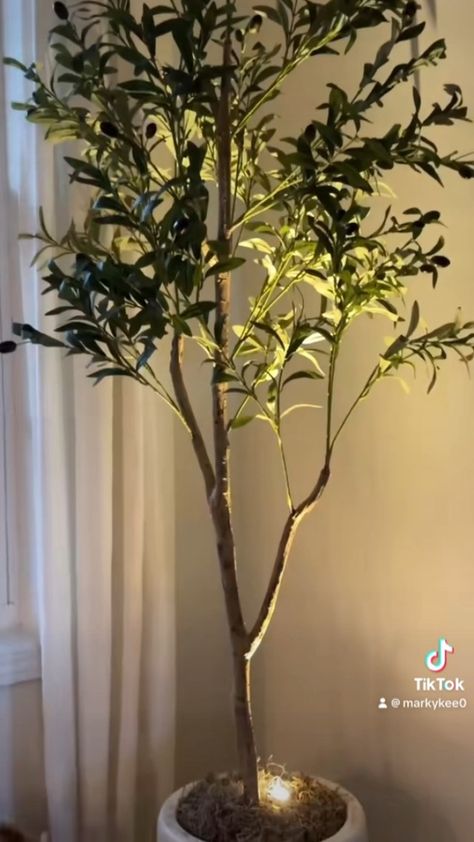 Olive tree spot lights. Such an easy way to elevate your olive tree. Artificial Ficus Tree With Lights, Fairy Lights Diy, Live Tree, Ficus Tree, Spot Lights, Forest House, Olive Tree, Family House, Pharmacy Gifts