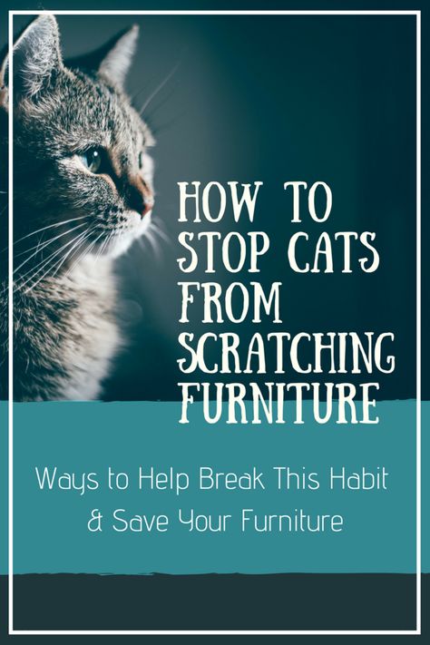 Stop Cat Scratching Furniture, Cat Health Problems, Cat Scratching Furniture, Cat Repellant, Furniture Scratches, Cat Care Tips, Kitten Care, Cat Training, Cat Behavior