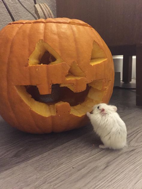 Sneg appreciates the delicious fall decor Hamster Pumpkin, Halloween Hamster, Cute Bestfriend, Hamster Care, Hams, Iphone Homescreen Wallpaper, Cute Hamsters, Fluffy Animals, Homescreen Wallpaper