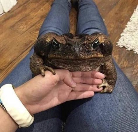 51 Great Pics for Your Viewing Pleasure - Funny Gallery Cane Toad, Bad Dog, Baby Brother, Reptiles And Amphibians, Weird Animals, How To Make Shorts, Amphibians, Toad, Dog Owners