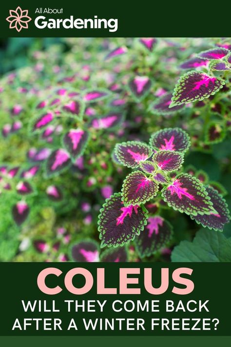 Do coleus plants come back after winter freezes? Can they handle cold temperatures? Find out all of that and more here! Coleus Containers, Coleus Care, Coleus Plant, Coleus Plants, Shade Loving Plants, Outside Lands, House Repair, Household Plants, Overwintering