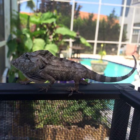 False Chameleon, Cuban False Chameleon, Chameleon Care, Vivarium, Pets 3, Bearded Dragon, Aerosmith, Exotic Pets, Reptiles