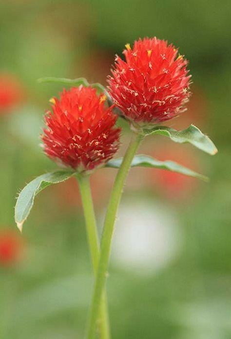 ♔ Globe Amaranth - (Gomphrena Globosa) Flowers And Their Meanings, Globe Amaranth, Gladioli, Container Gardening Flowers, Shade Flowers, 강아지 그림, Flower Meanings, Shades Of Burgundy, Red Chilli