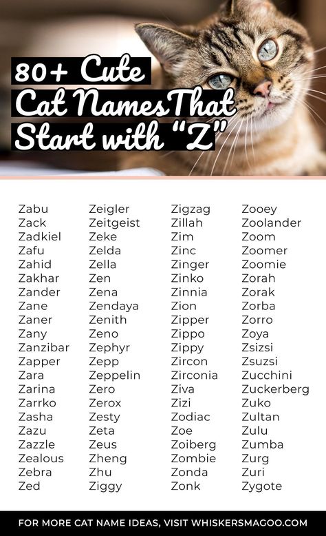 80+ Cat Names That Start With Z - From Ziggy to Zeus, Zapper, Zoe and Zulu - check out over 80 cat name ideas that start with Z right here! #catnames #znames Korean Cat Names, Z Names, Cat Names List, List Of Cat Names, Kitten Names Unique, Kitten Names Girl, Cat Name Ideas, Cat Symbolism, Unique Cat Names