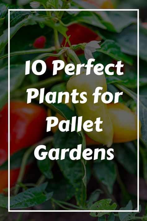 Create a colorful oasis in your outdoor space using these 10 ideal plant options. Each plant brings its own advantages, ensuring a lush and thriving garden that will enhance your surroundings beautifully. Pallet Gardens, Growing Cherry Tomatoes, Cherry Tomato Plant, Small Balcony Garden, Garden Diary, Thriving Garden, Perennial Herbs, Strawberry Plants, Natural Insect Repellant