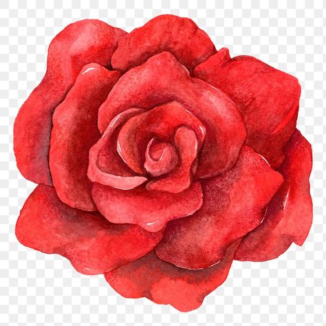 Rose Line Art, Vintage Clipart, Red Rose Tattoo, Rosé Png, Realistic Rose, Rose Clipart, Scrapbook Printing, Rose Tattoo Design, Rose Drawing