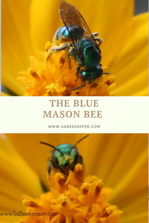 Blue Orchard Mason Bees, Types Of Bees, Bee Colony, Mason Bees, Bee House, Bee Pictures, Cosmos Flowers, Blue Orchids, Save The Bees