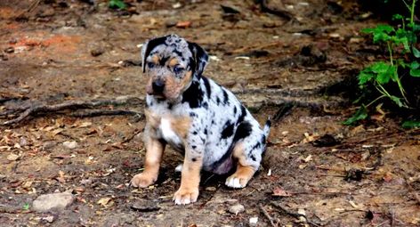 Catahoula Leopard Dog Puppy, Catahoula Puppies, Most Beautiful Dogs, Spotted Dog, Catahoula Leopard Dog, Catahoula Leopard, Dog Whistle, Leopard Dog, Popular Dog Breeds