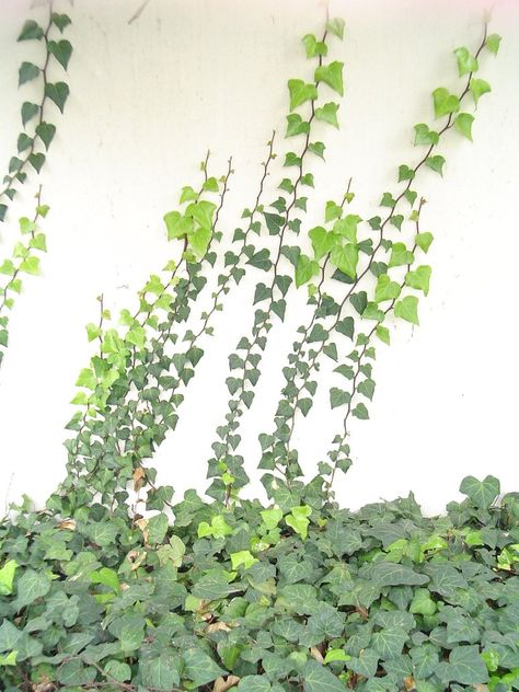 Ivy on plaster wall Creeping Ivy, Plaster Walls, Ivy, Terrace, Herbs, Deviantart, Google Search, Paint, Plants