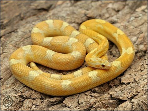 Image result for corn snake morphs Corn Snake Morphs, Identity Tattoo, Snake Morphs, Coral Snake, Buttered Corn, Yellow Corn, Corn Snake, Snake Venom, Apex Predator