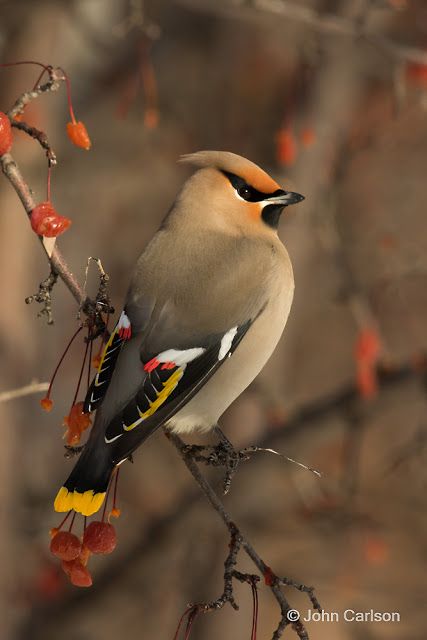 Bohemian Waxwing Bird, Wax Wings, Texas Animals, Bohemian Waxwing, Bird Images, Cedar Waxwing, Butterfly Species, Flash Sheet, Wings Art