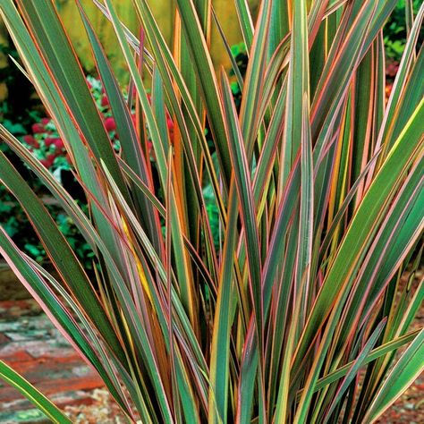 Hamilton Gardens, New Zealand Flax, Shade Garden Design, Native Gardens, Gardens Ideas, Ornamental Grass, Native Plant Gardening, Tropical Gardens, Coastal Gardens