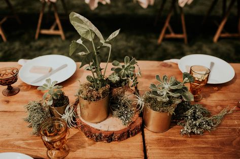 How To Incorporate Potted Plants in Your Wedding. Greenery in Wedding with succulents, potted plants, trees, seedlings and more. Create backdrops, DIY escort cards and favors, tablescapes and more! // Earth Day Wedding Celebration Party Potted Plant Centerpieces, Potted Plants Patio, Plant Centerpieces, Wedding Oregon, Tattoo Plant, Wedding Plants, Plant Pot Diy, Pink Napkins, Plant Table