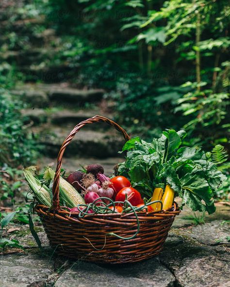 Harvest Basket, Garden Basket, Vegetable Basket, Garden Harvest, Garden Photography, Food Photography Styling, Business Icons, Veggie Garden, Fruit And Veg