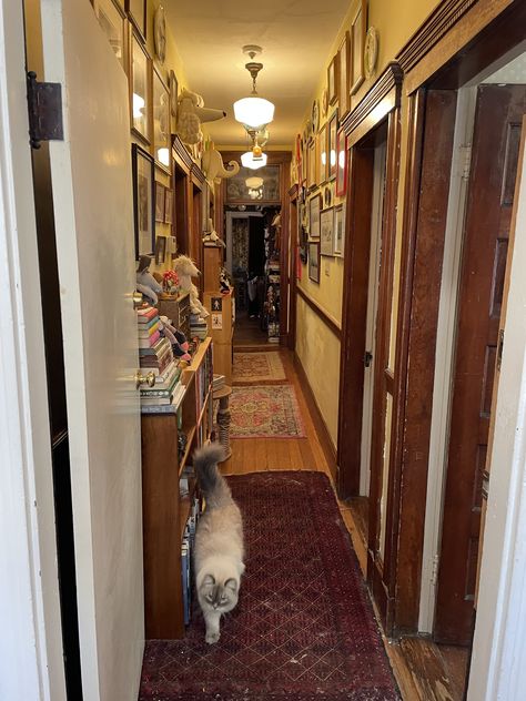 Cat In Home Aesthetic, House With Cats Aesthetic, Living With Cats Aesthetic, Alley Cat Aesthetic, Cat In City Aesthetic, Parisian Architecture, Tuscan Style Homes, Autumn In New York, French Style Homes