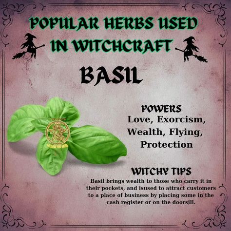 Common herbs used in witchcraft include: - **Sage**: Often used for cleansing and protection. - **Rosemary**: Associated with memory and fidelity, used in rituals for clarity. - **Lavender**: Known for promoting peace and tranquility, often used in love spells. - **Mugwort**: Used for enhancing dreams and psychic abilities. - **Basil**: Believed to attract wealth and protect against negativity. These herbs are valued for their symbolic meanings and practical applications in various magical ... Basil Spells, Sage Meaning Witchcraft, Protection Herbs Witchcraft, Basil Witchcraft, Rosemary Witchcraft Uses, Herbs Used In Witchcraft, Herb Meanings, Magical Herbs Witchcraft, Sage Uses