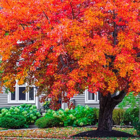 Top 10 Fast-Growing Trees | Family Handyman Red Maple Tree Landscaping, Fall Gardening Ideas, Maple Tree Landscape, Fast Growing Shade Trees, Flowering Crabapple, Ideas Garden Design, Garden Nails, Growing Trees, Red Maple Tree