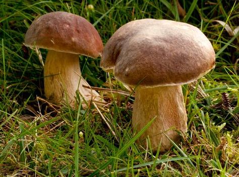 Mushroom Seeds, Mushroom Culture, Edible Wild Mushrooms, Growing Mushrooms At Home, Mushroom Spores, Mushroom Pictures, Slime Mould, Edible Mushrooms, Mushroom Fungi