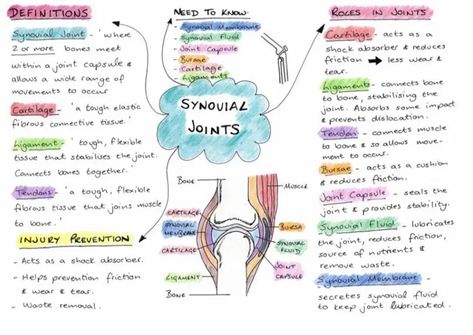 Synovial Joints, Revision Help, Gcse Pe, Revision Notes, School Organization Notes, School Organization, Physical Education, Health Science, Psychology