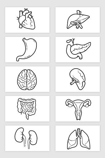 Hand drawn sketch style human body organs elements material#pikbest#graphic-elements Organ Drawings, Biology Sketches, Anatomy Doodles, Organs Art, Human Body Biology, Human Body Crafts, Human Body Projects, Science Drawing, Body Preschool