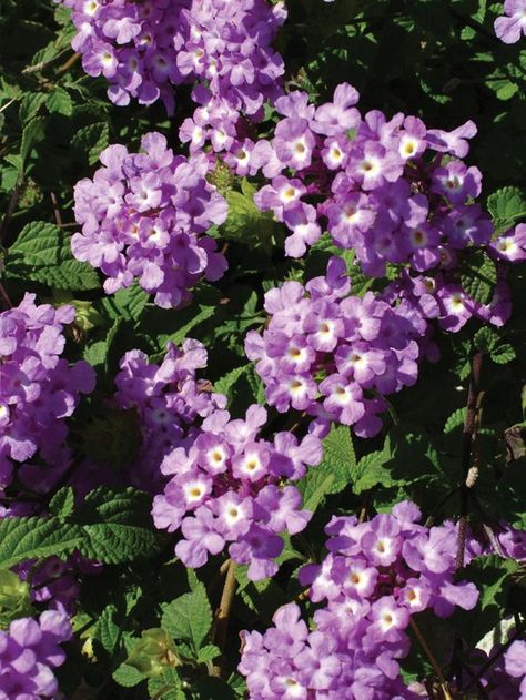 Learn how to grow colorful lantana. An easy-care perennial with bright flowers that attract hummingbirds, butterflies, and other pollinators. A good choice for beds, borders, containers, slopes and hillsides. Purple Lantana, Deer Repellent, Flowers That Attract Butterflies, Lantana Plant, Butterfly Garden Plants, Lantana Camara, Butterfly Garden Design, Hummingbird Garden, Growing Grapes