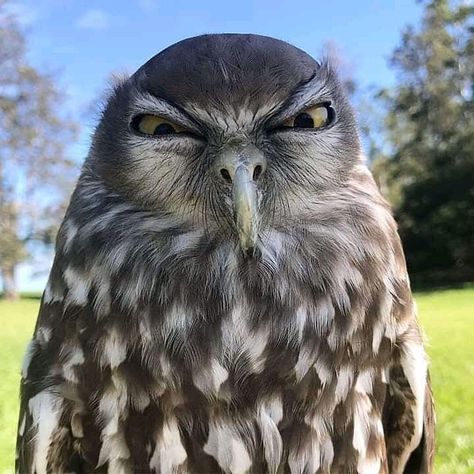 owlman on Instagram: “Angry owl!🦉 . credit: @tbonesjones . . #owl #owls #owlsofinstagram #owllove #owlstagram #owllovers #owllover #owleyes #onlyowls #bird…” Owl Legs, Angry Animals, Funny Owls, Owl Photos, Owl Eyes, Owls Drawing, Funny Animal Photos, Owl Pictures, Caption This