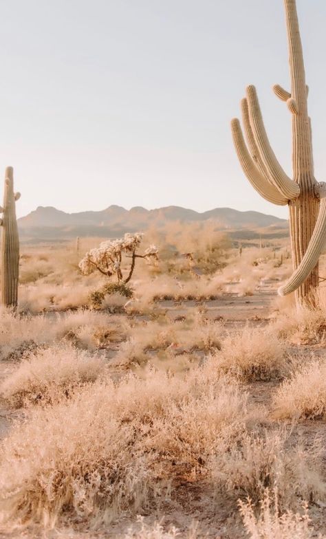 Desert Vibes Aesthetic, Southwestern Phone Wallpaper, Desert Aesthetic Wallpaper Iphone, Desert Wallpaper, Beige Desert Aesthetic, Desert Sand Aesthetic, Desert Flower Aesthetic, Desert Desktop Wallpaper, Neutral Cactus Background