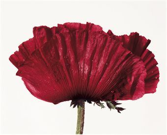 undefined Irving Penn Flowers, Painted Backdrops, Irving Penn, Gingko Leaves, Salvador Dali, Red Flower, Life Photography, Still Life Photography, Flowers Photography