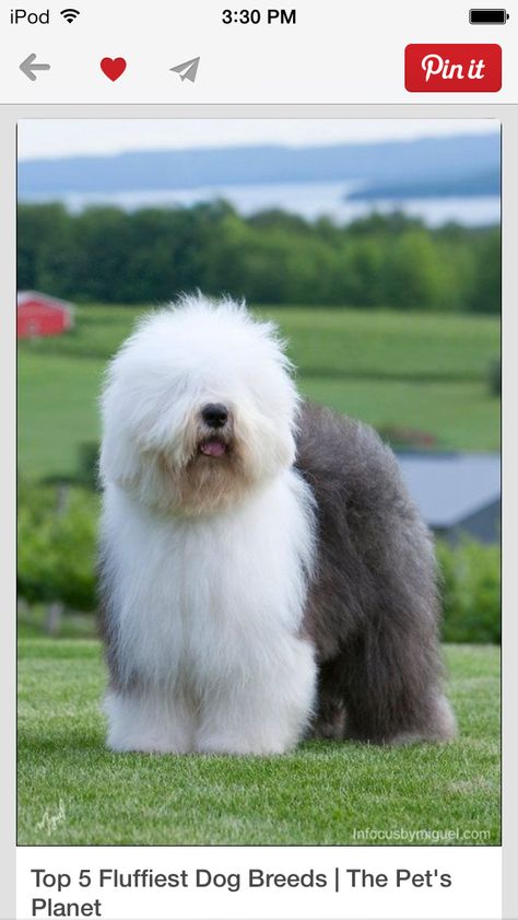 Big fluffy dog Fluffy Dog Breeds, English Sheepdog, Old English Sheepdog, Fluffy Dogs, Old English, Beautiful Dogs, 귀여운 동물, Animals Friends, Dog Life