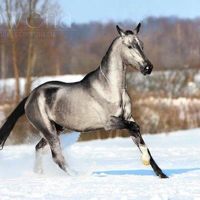 The horse is an Akhal Teke, a breed originating in Russia. They are elegant and refined, and have the most unusual metallic quality in their coats! Cai Arabi, Ahal Teke, Unusual Horse, Akhal Teke Horses, Rare Horses, Akhal Teke, Most Beautiful Horses, Majestic Horse, All The Pretty Horses