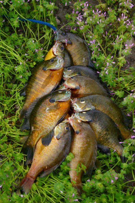 Stringer of Bluegills destined for the fryer. Fly Fishing Tips, Bass Fishing Tips, Crappie Fishing, Fishing Techniques, Fishing Knots, Gone Fishing, Trout Fishing, Best Fishing, Saltwater Fishing