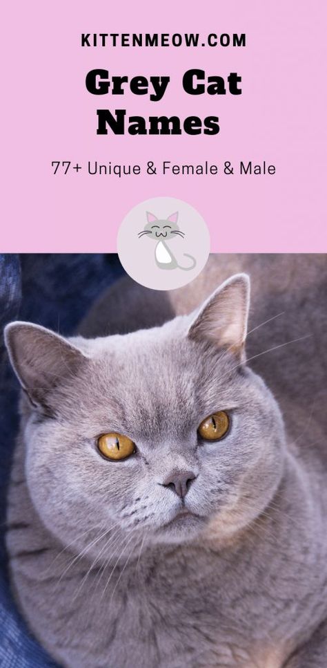 🐱 Cool grey cat names for cats. If you have a grey cat we have some great name ideas for you! An adorable name like Stardust, Lilac Inky Silver ✨ #GreyCatNames #GreyCatNamesMale #GreyCatNamesFemale #UniqueGreyCatNames Boy Cat Names Unique, Grey Kitten Names, Female Cat Names Unique, Male Cat Names Unique, Kitten Names Boy, Cat Names Girl, Cat Names List, Kitten Names Unique, Cat Names Unique