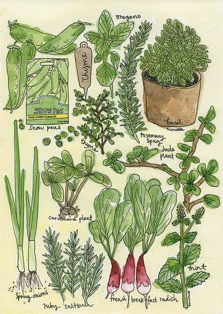 A place where my passion for the kitchen & the garden merge. A place of synergy - the whole is far greater than the sum of the individual parts. Herbs And Plants, Garden Illustration, Garden Journal, Illustration Food, Plant Illustration, Nature Journal, Art And Illustration, Food Illustrations, Herb Garden