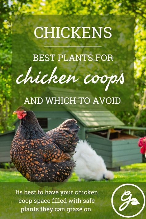 Free-ranging chickens can be great for garden areas, but read on to be sure they have access to the safest plants. Plants For Chickens To Eat, Chicken Coop Flowers, Chicken Safe Plants, Good Plants To Plant Around Chicken Coop, Plants In Chicken Run, Chicken Friendly Plants, Plants Chickens Wont Eat, Plants Chickens Wont Destroy, Polish Chickens Breed