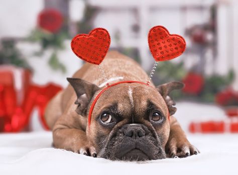 What better way to put you in the mood than with some expressions all about love? Here is our pick of 10 idioms for Valentine's Day! Love Reasons, Dog Swag, Pinterest Valentines, Panda Dog, Valentine's Day Celebration, Teddy Bear Dog, Valentines Day Dog, All About Love, Bear Dog